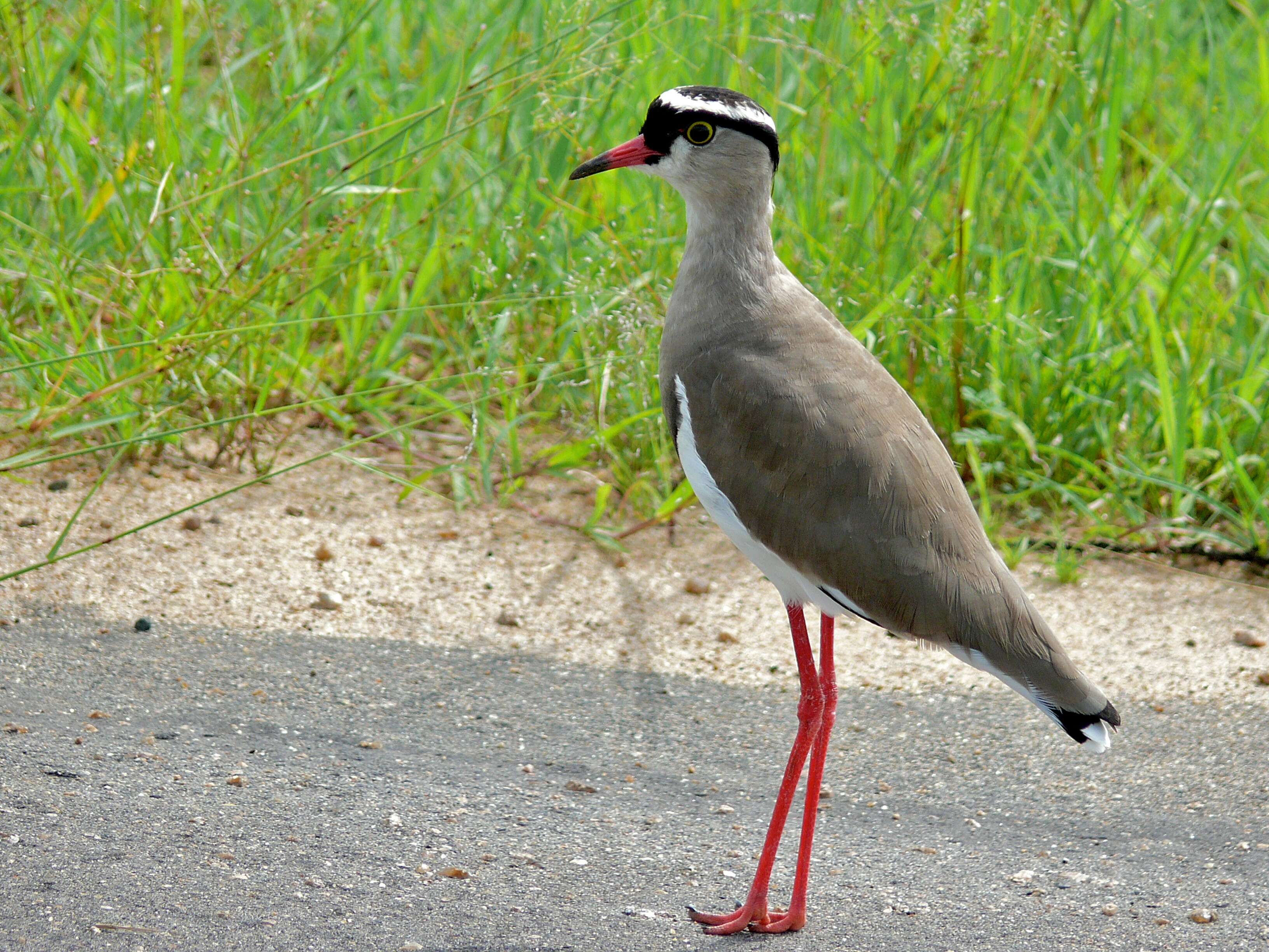 صورة Vanellus coronatus (Boddaert 1783)