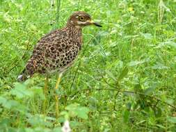 Image of Cape Thick-knee