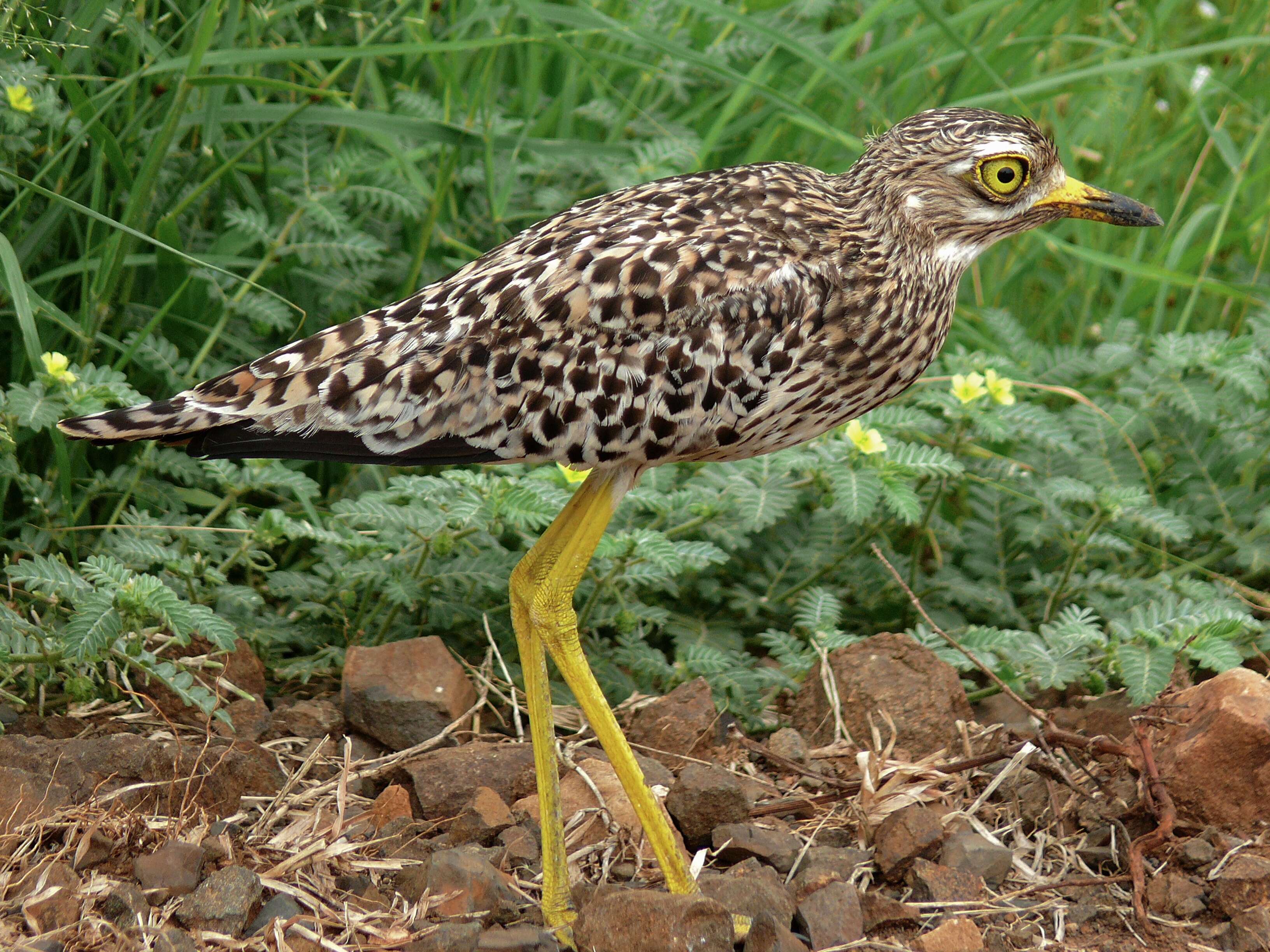 Image of Cape Thick-knee