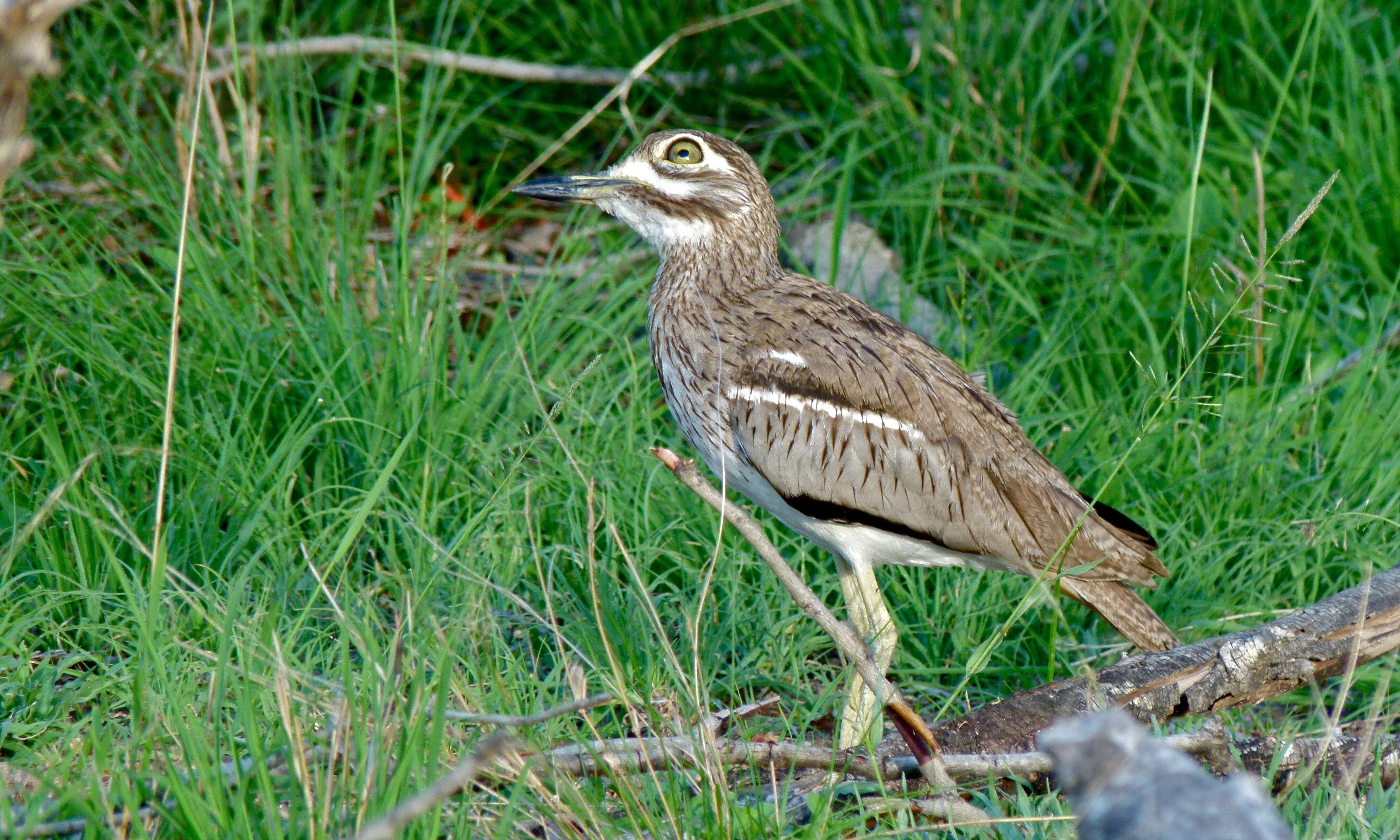 Image of Water Dikkop