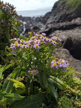 Image of sea aster