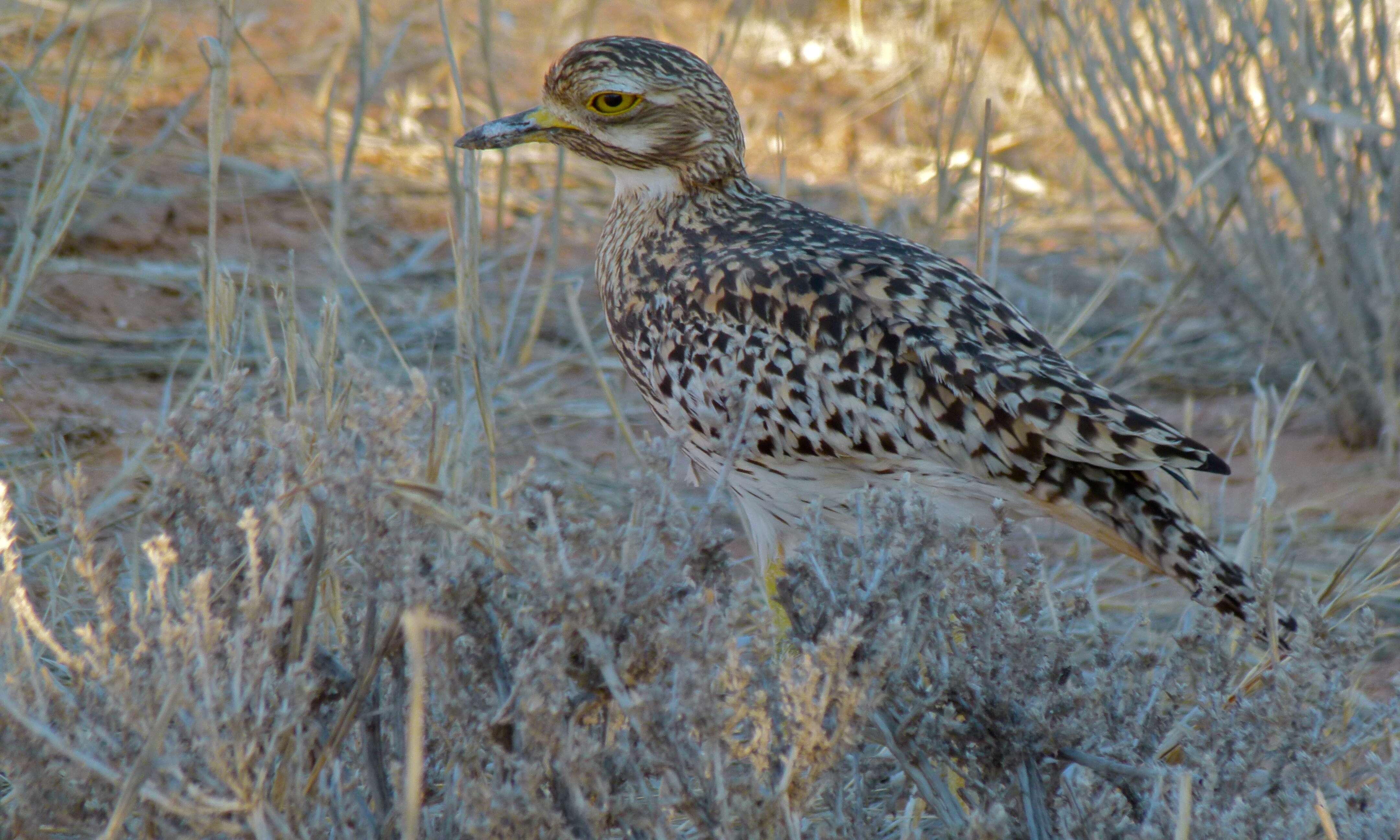 Image of Cape Thick-knee