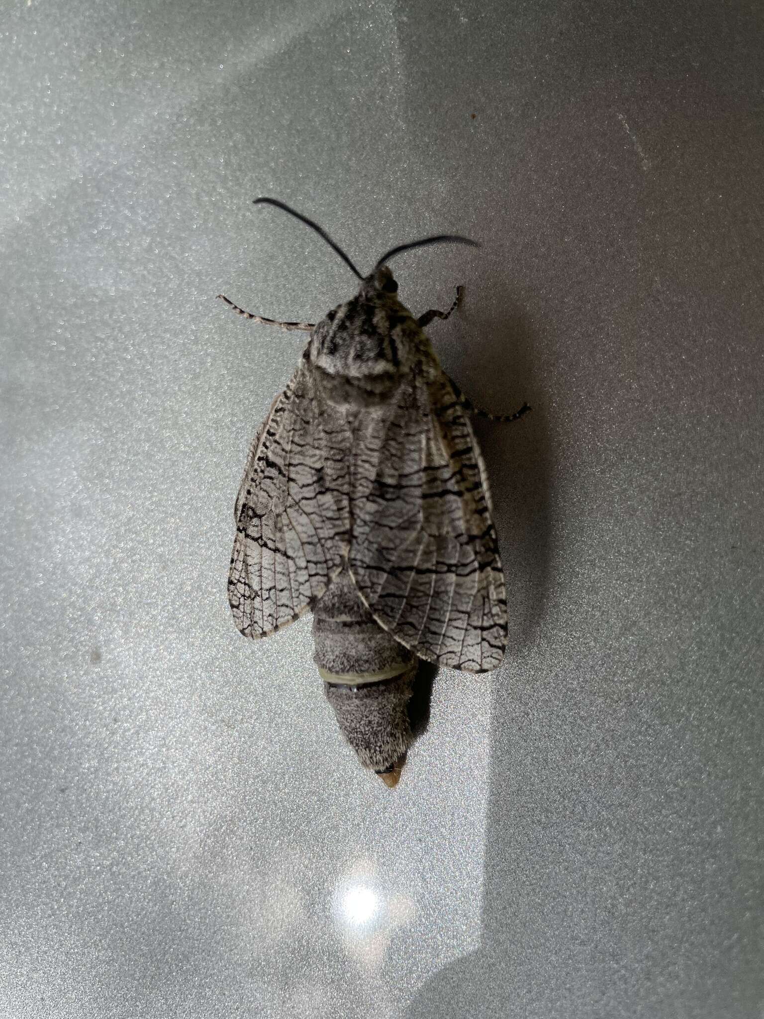 Image of Little Carpenterworm Moth