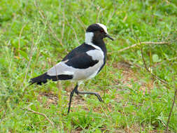 Image of Blacksmith Lapwing