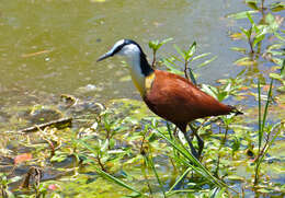 Image of Actophilornis Oberholser 1925