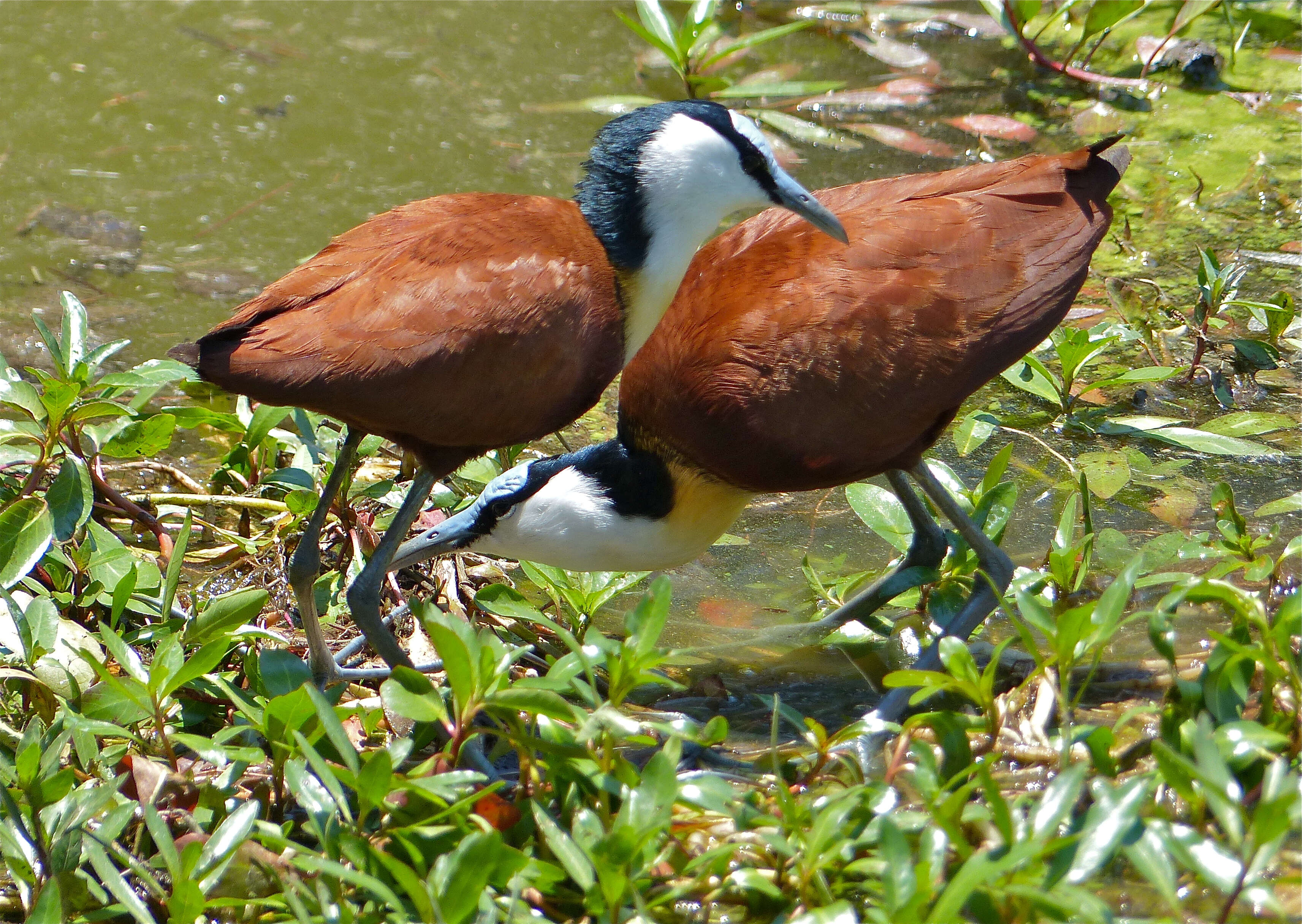 Image of Actophilornis Oberholser 1925