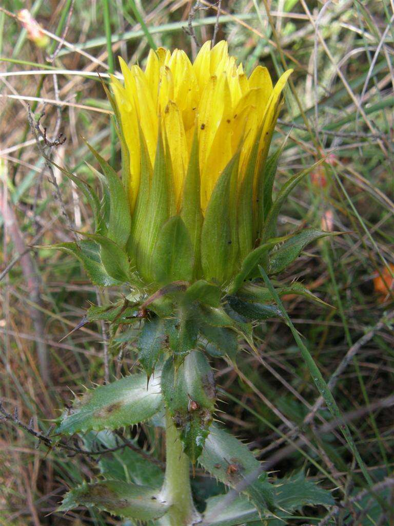 Image of Berkheya armata (Vahl) Druce