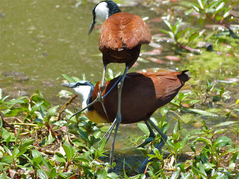 Image of Actophilornis Oberholser 1925