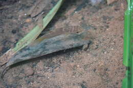 Image of Forest betta