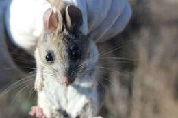 Imagem de Peromyscus melanophrys (Coues 1874)