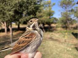 Image of Northern Reed Bunting