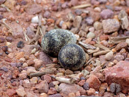 Image of African Three-banded Plover