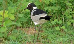 Image of Blacksmith Lapwing