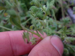 Nemophila breviflora A. Gray resmi