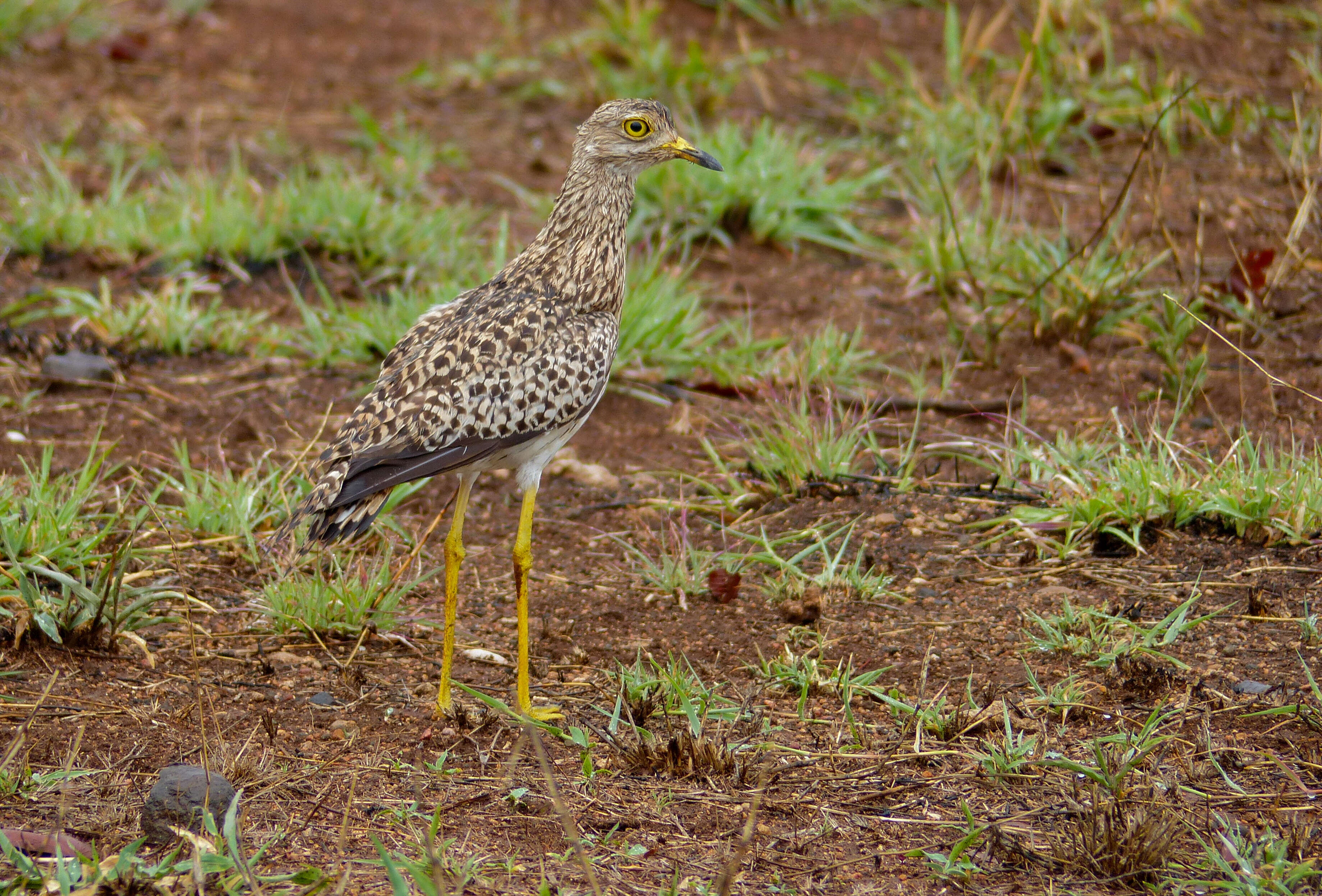 Image of Cape Thick-knee