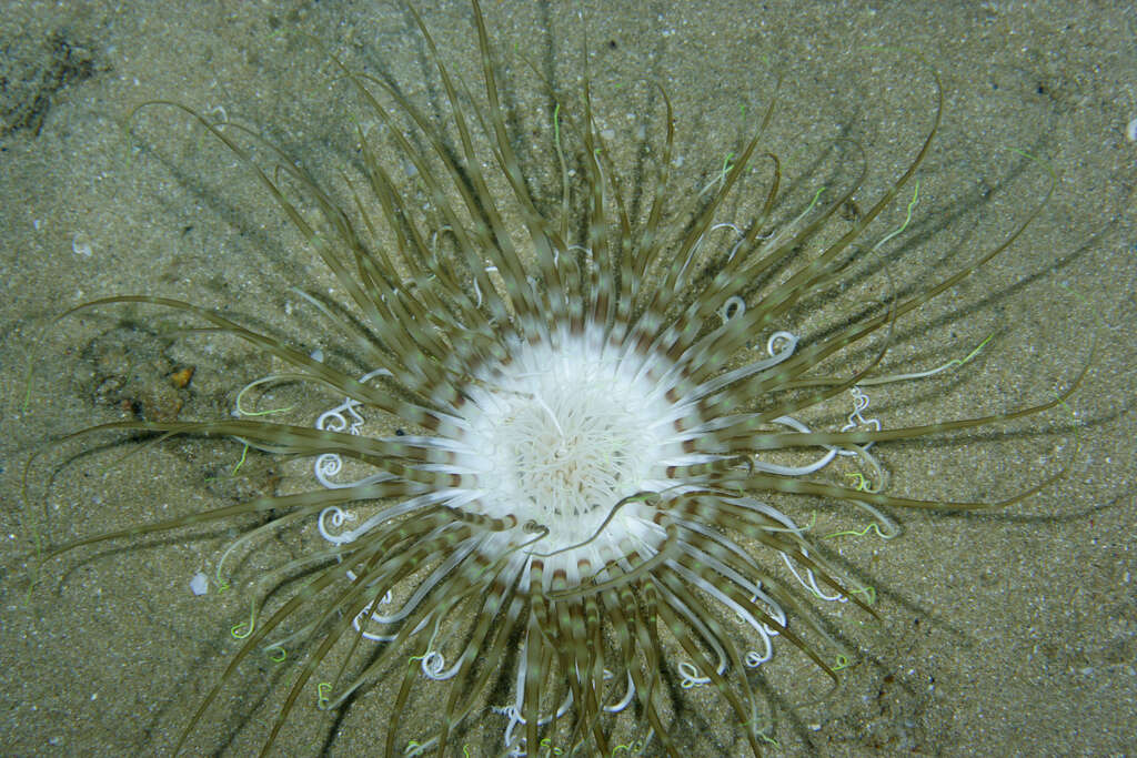 Image of Mediterranean cerianthid