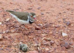 Слика од Charadrius tricollaris Vieillot 1818