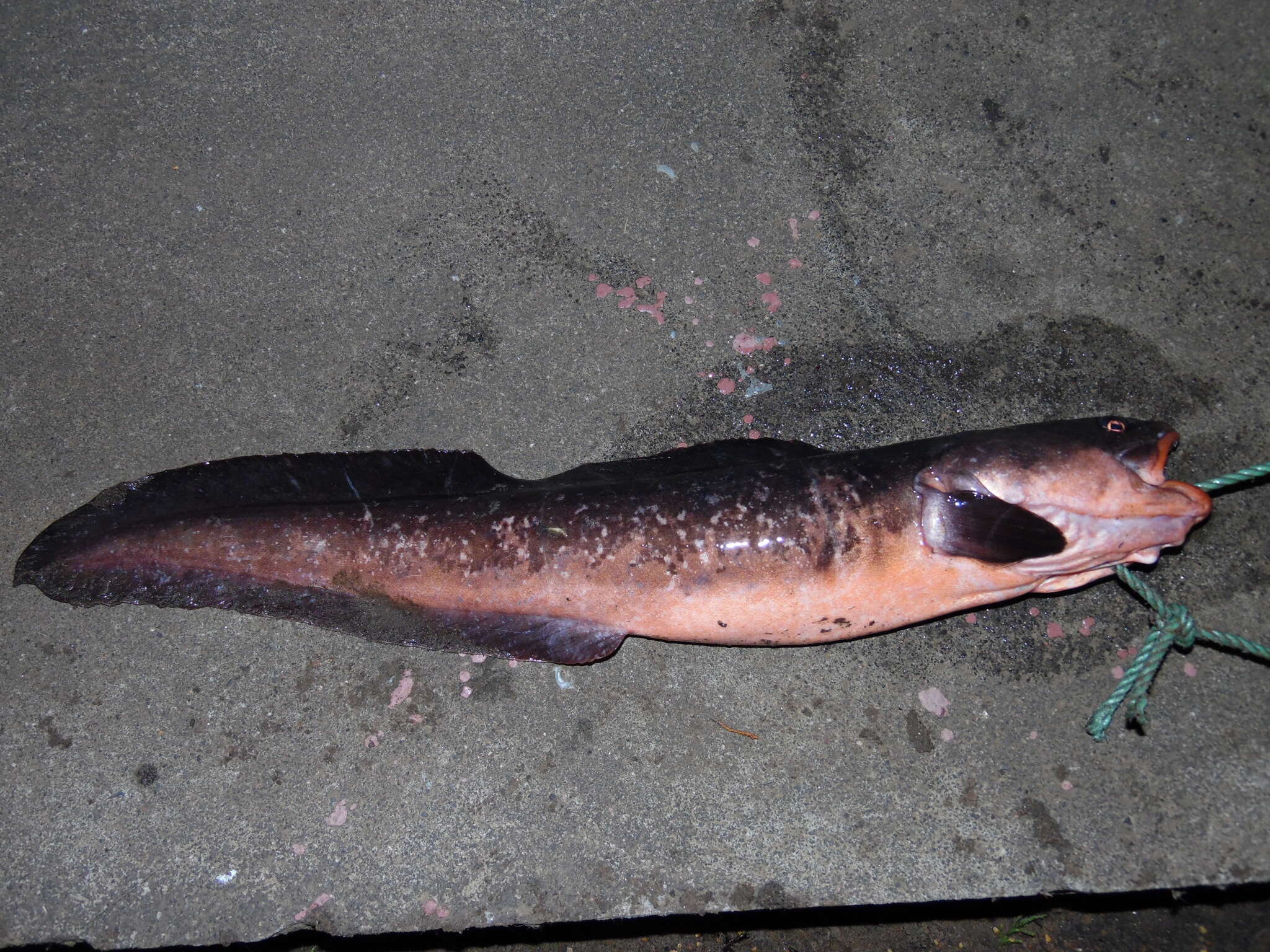 Image of Red cusk-eel