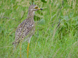 Image of Cape Thick-knee