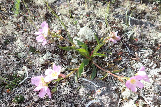 Image of Grass-Leaf Springbeauty