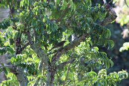 Image of Turdus ignobilis ignobilis Sclater & PL 1858