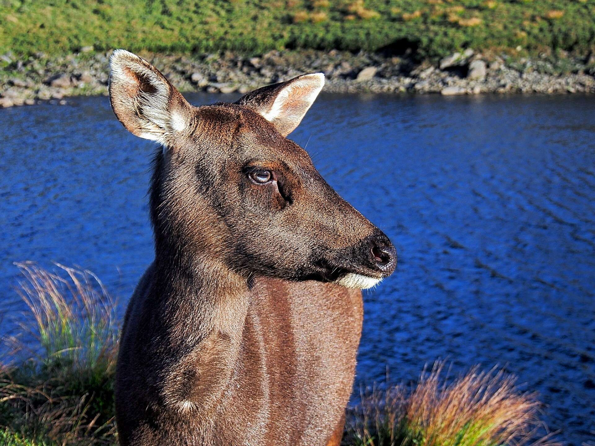 Image of Formosan sambar deer
