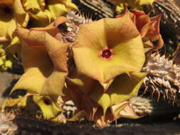 Image of Ceropegia floriparva Bruyns