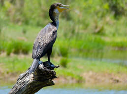 Image of White-breasted Cormorant