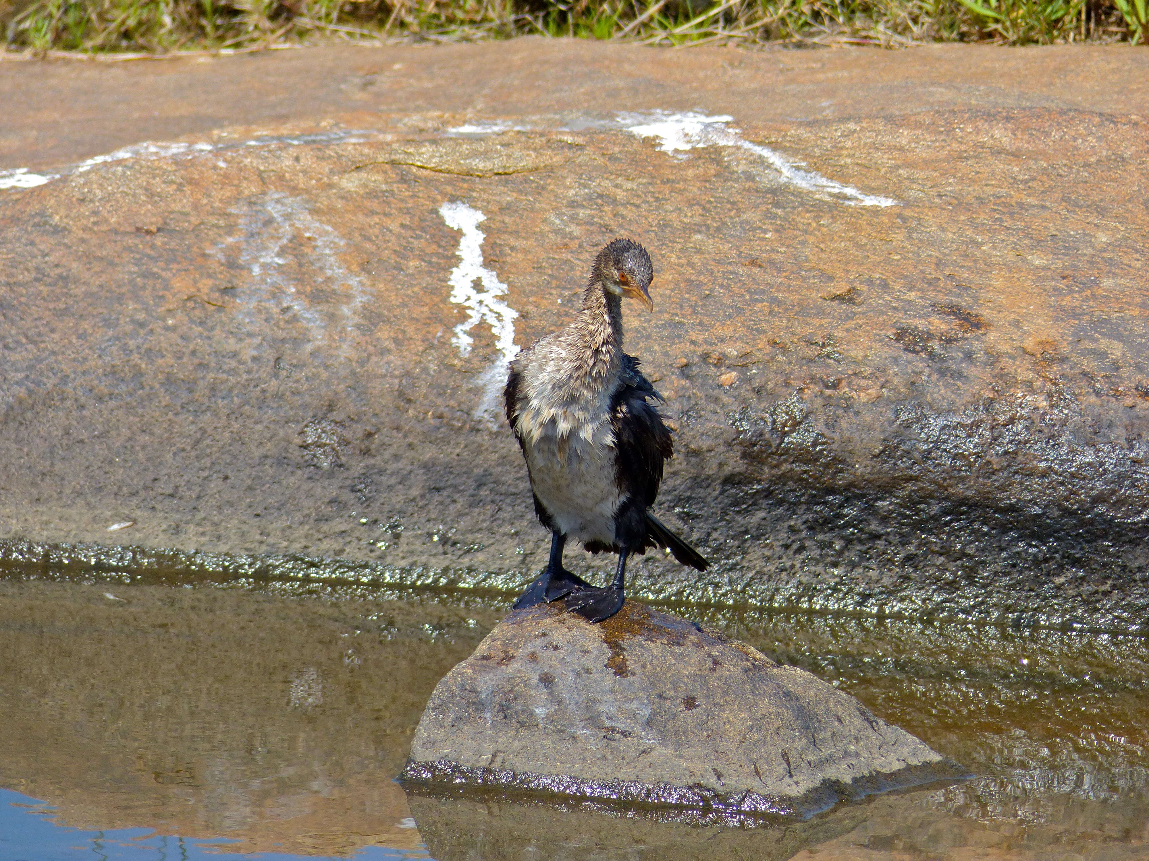 Image of Long-tailed Cormorant