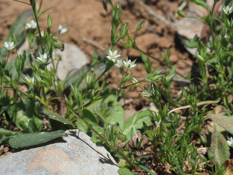 صورة Sabulina mediterranea (Link) Rchb.