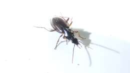 Image of Agonum (Europhilus) gratiosum (Mannerheim 1853)