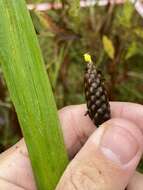 Imagem de Xyris laxifolia var. iridifolia (Chapm.) Kral