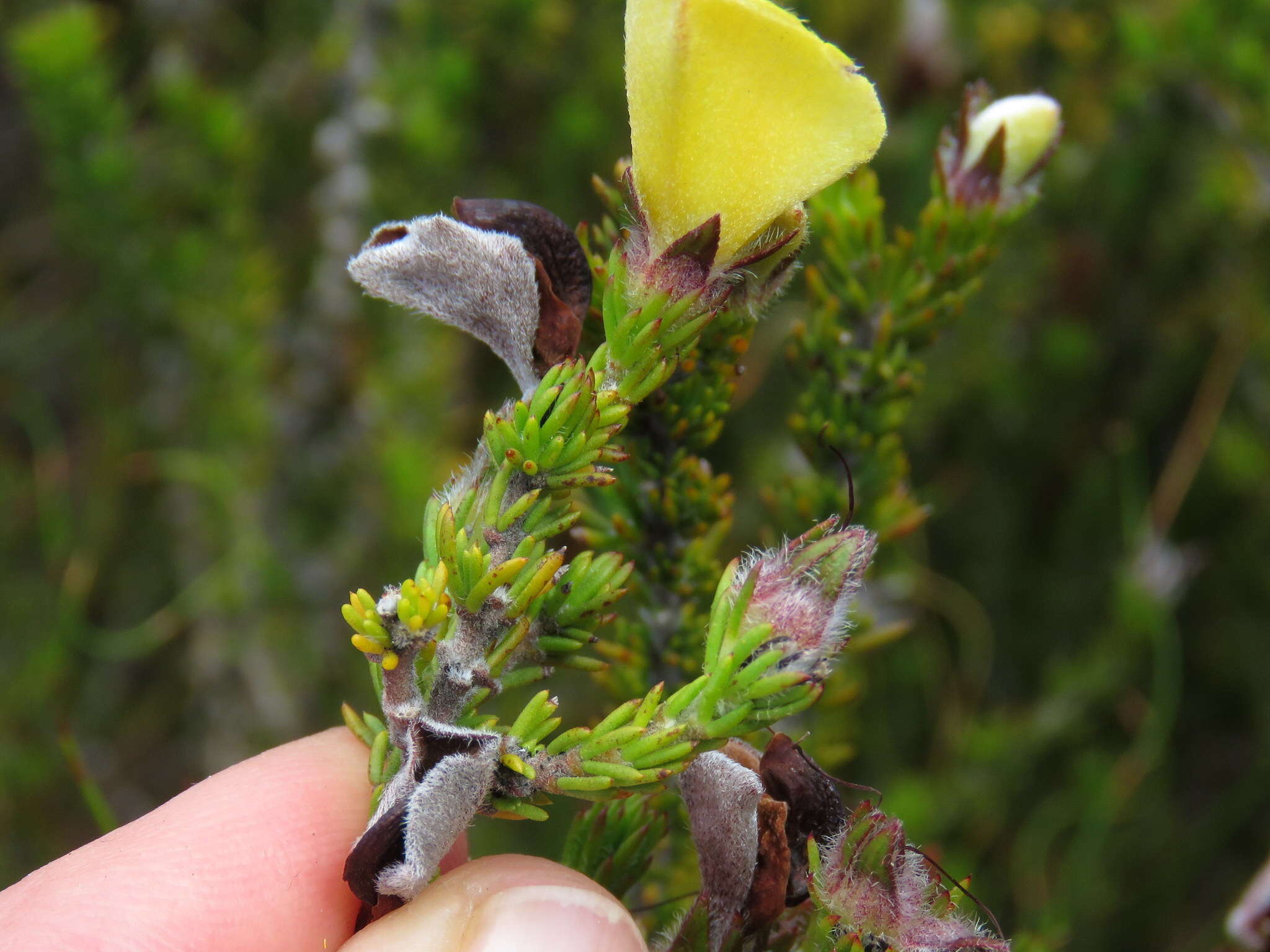 Image of Aspalathus linguiloba R. Dahlgren