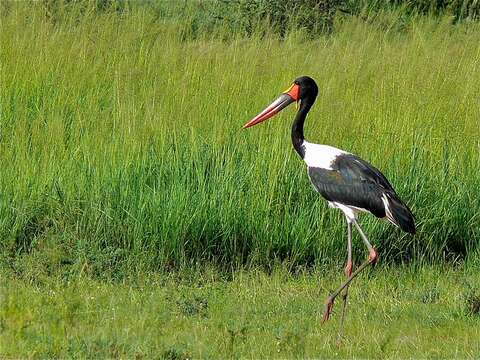 Image of Saddle-billed Stork