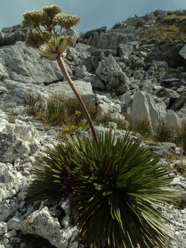 Image of Aciphylla congesta Cheeseman