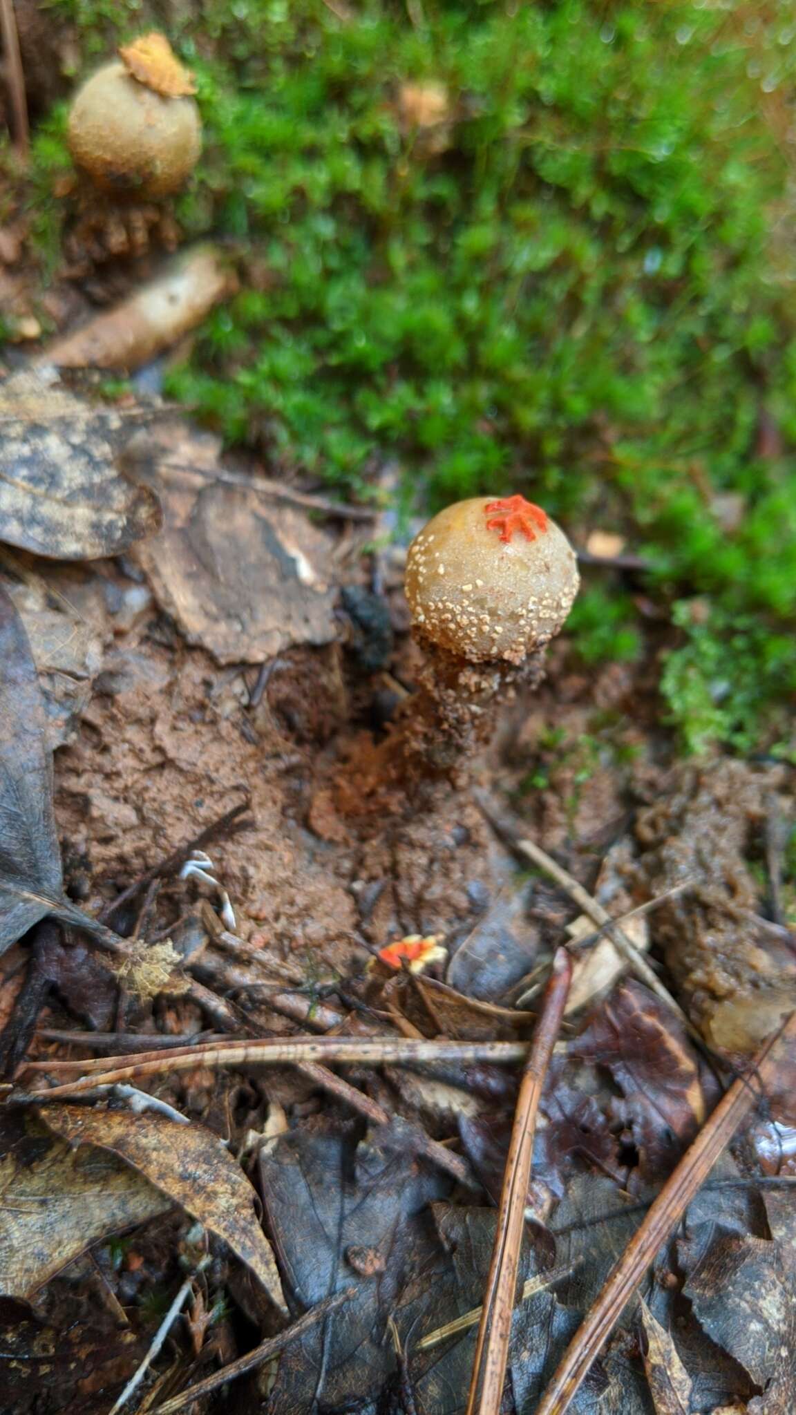 Sivun Calostoma ravenelii (Berk.) Massee 1888 kuva