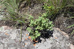 Image of Helichrysum lepidissimum S. Moore