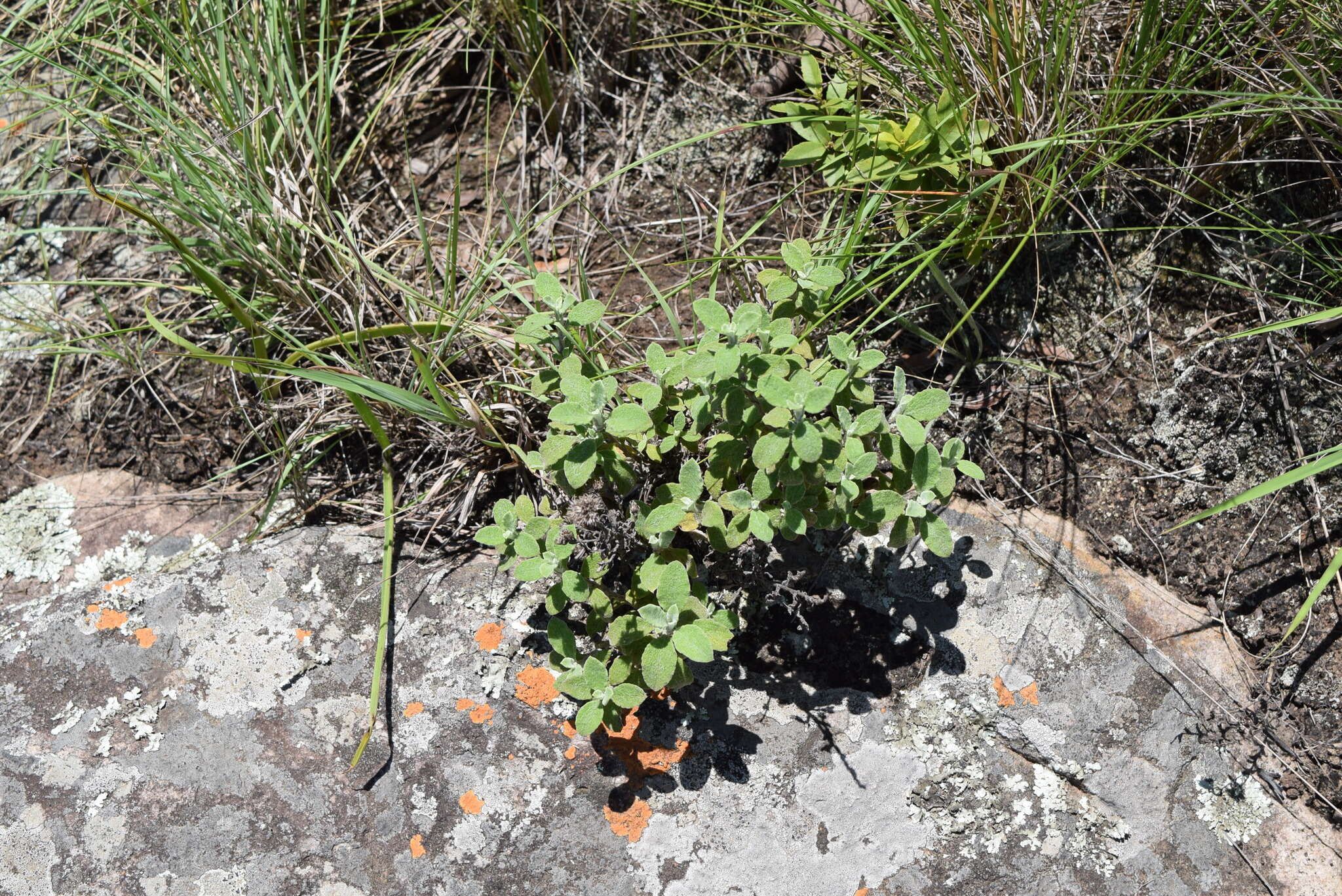 Слика од Helichrysum lepidissimum S. Moore