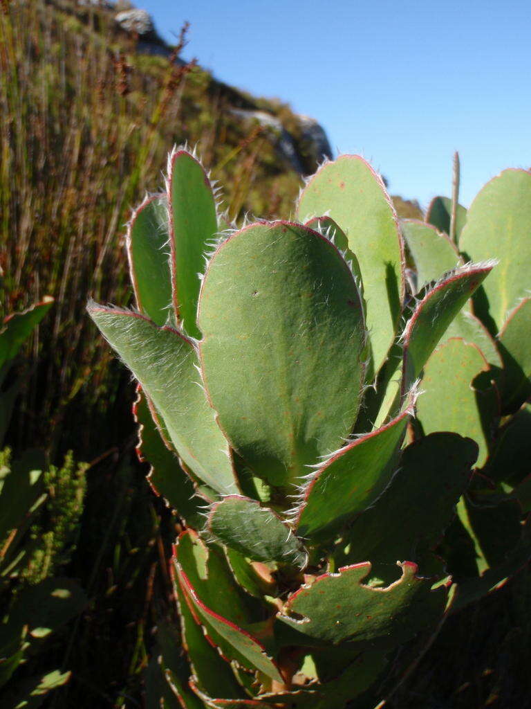 Image of Protea stokoei Phillips