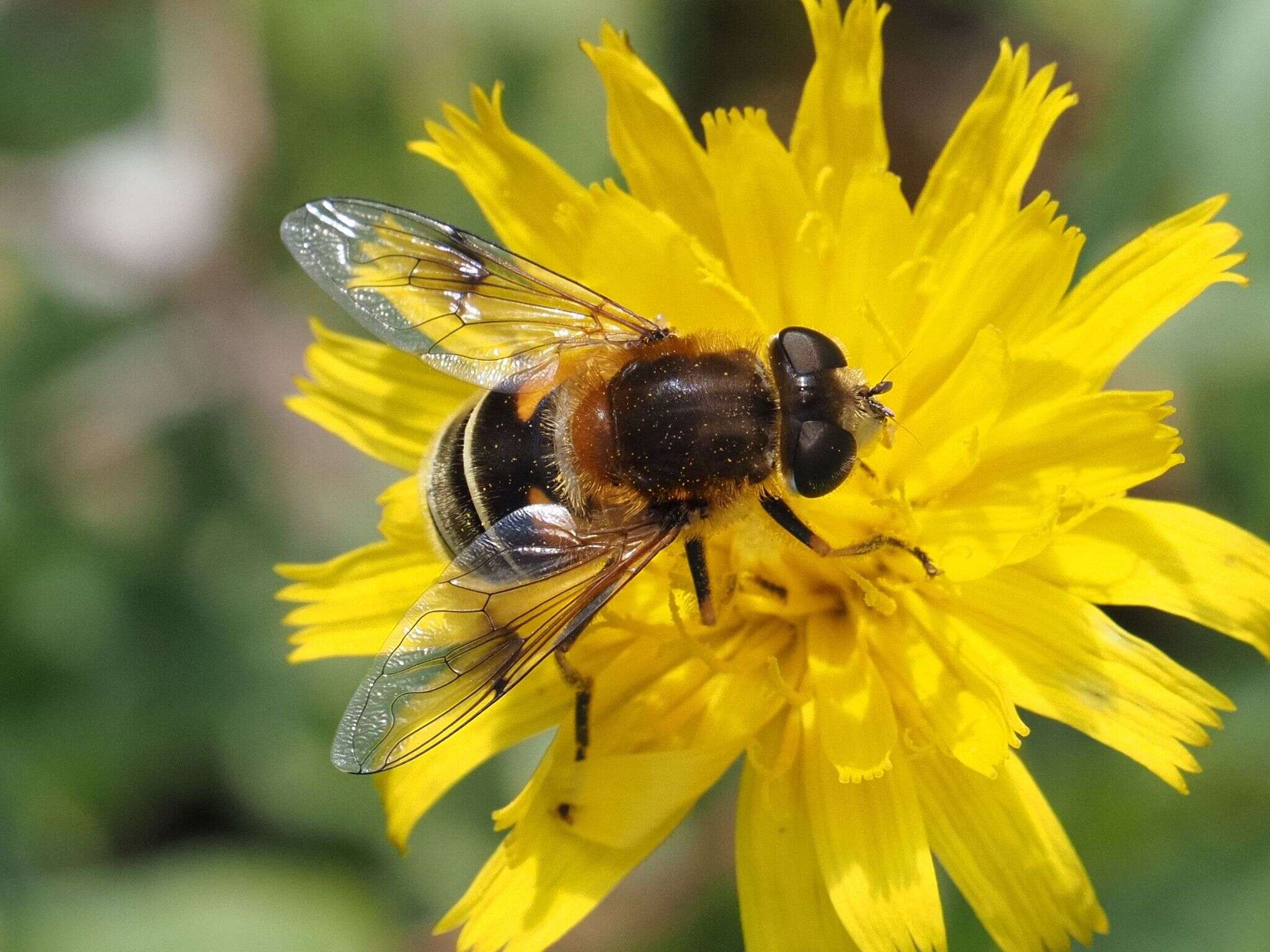 Image of Eristalis jugorum Egger 1858