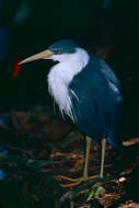 Image of Pied Heron