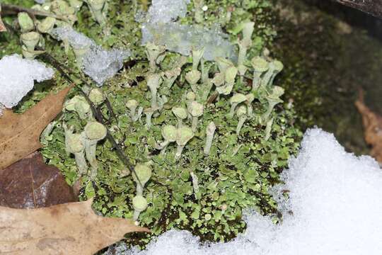 Image of cup lichen