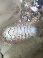 Image of conspicuous chiton