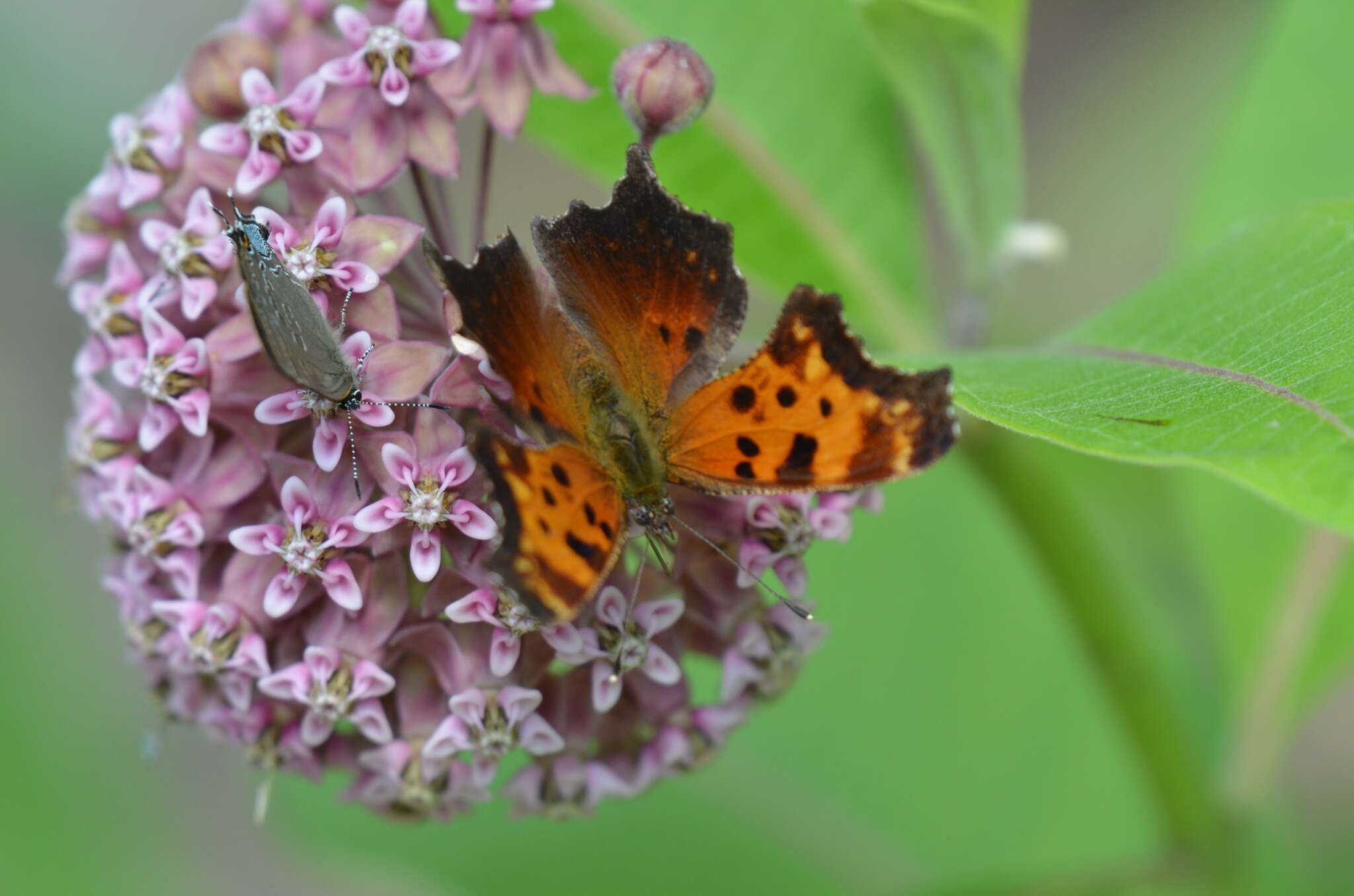 Image of Gray Comma