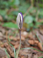 Image of early crocus