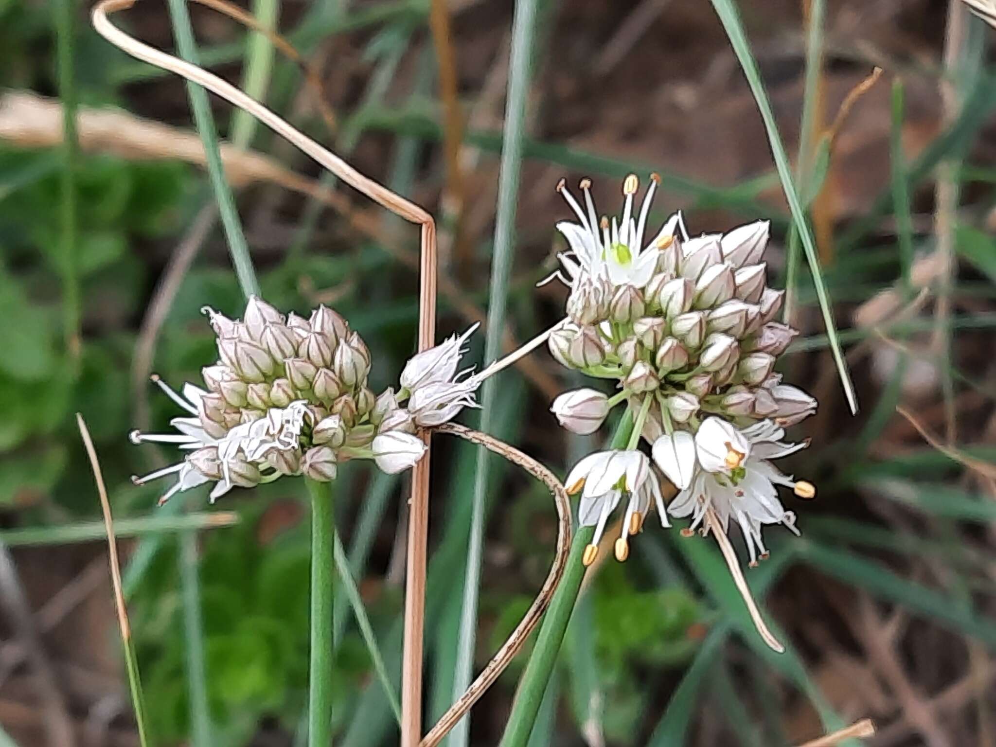 Image of Allium saxatile M. Bieb.