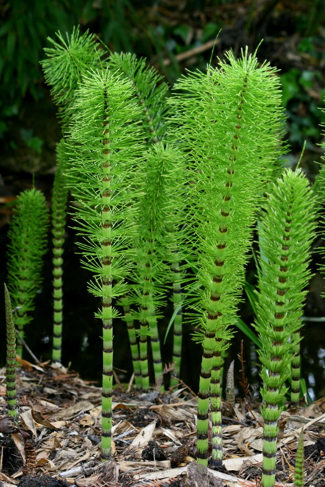 Image of Great Horsetail