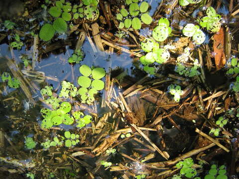 Image of floating watermoss