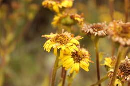 Image of Paramiflos glandulosus (Cuatrec.) Cuatrec.