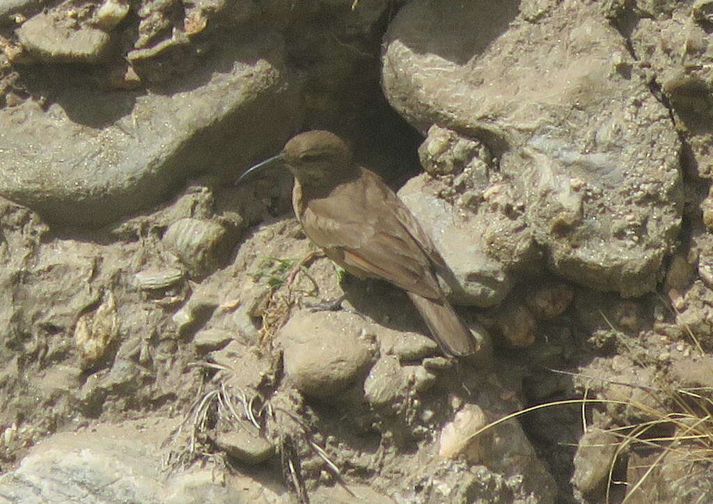 Image of Buff-breasted Earthcreeper